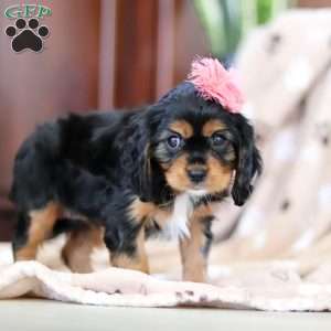 Izzy, Cavalier King Charles Spaniel Puppy